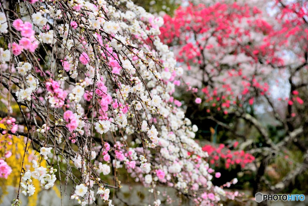 源平花桃