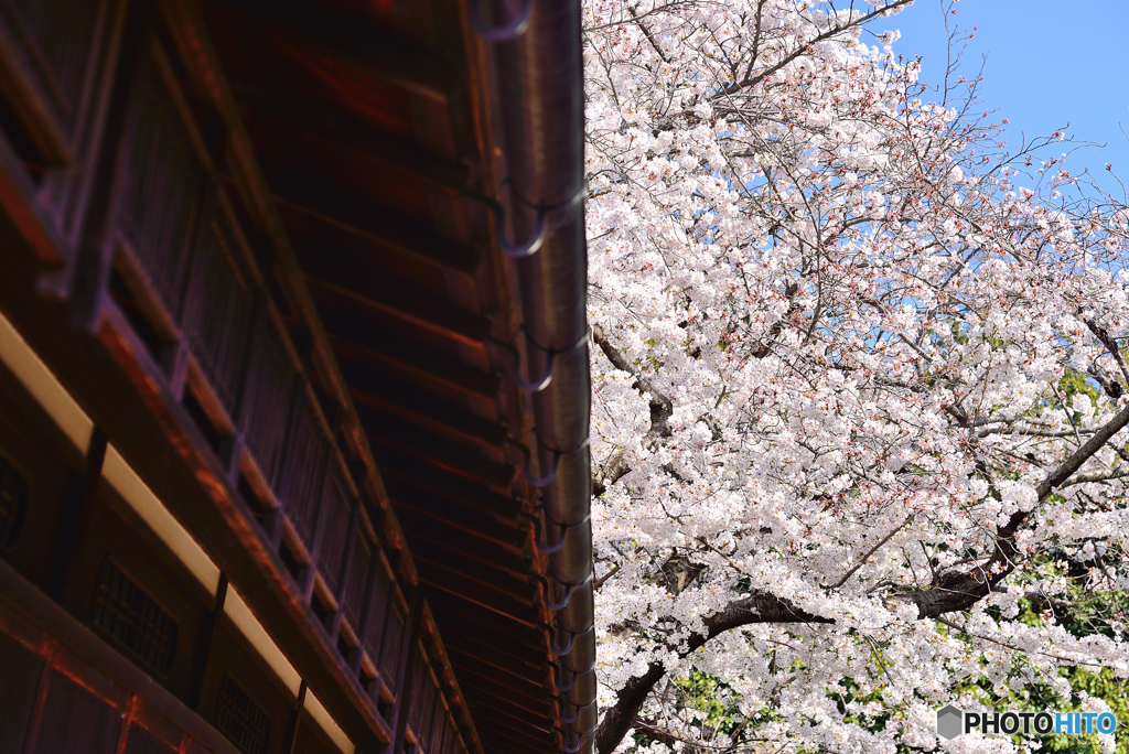 法華寺の巨桜