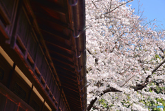 法華寺の巨桜