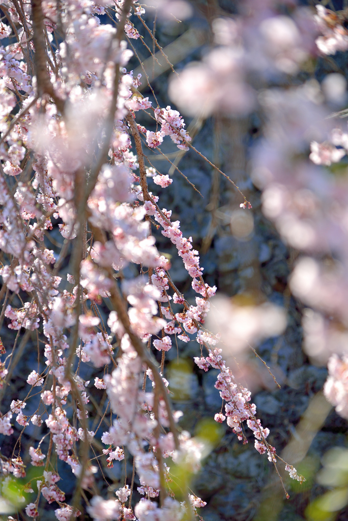 輝く桜
