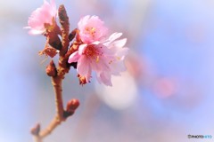 寒桜