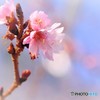 寒桜