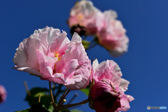 酔芙蓉