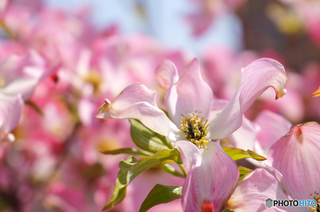 近所のお庭の花水木