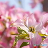近所のお庭の花水木