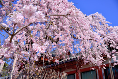 氷室の桜
