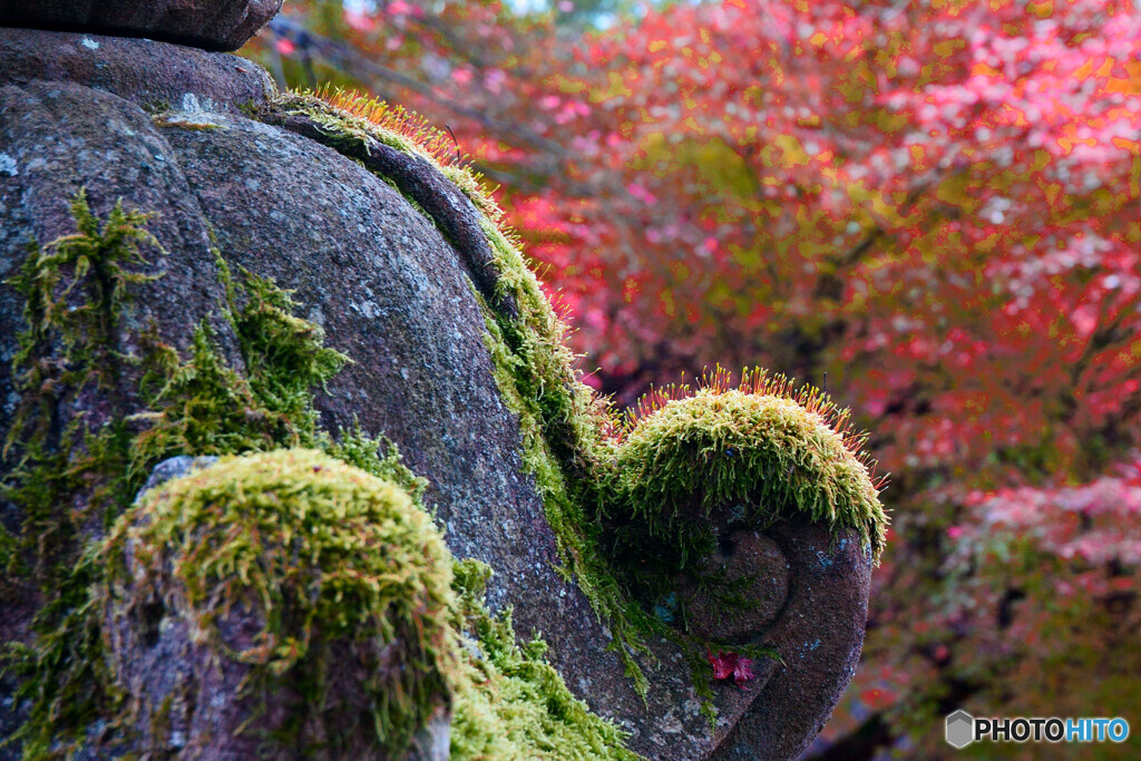 苔の石灯篭