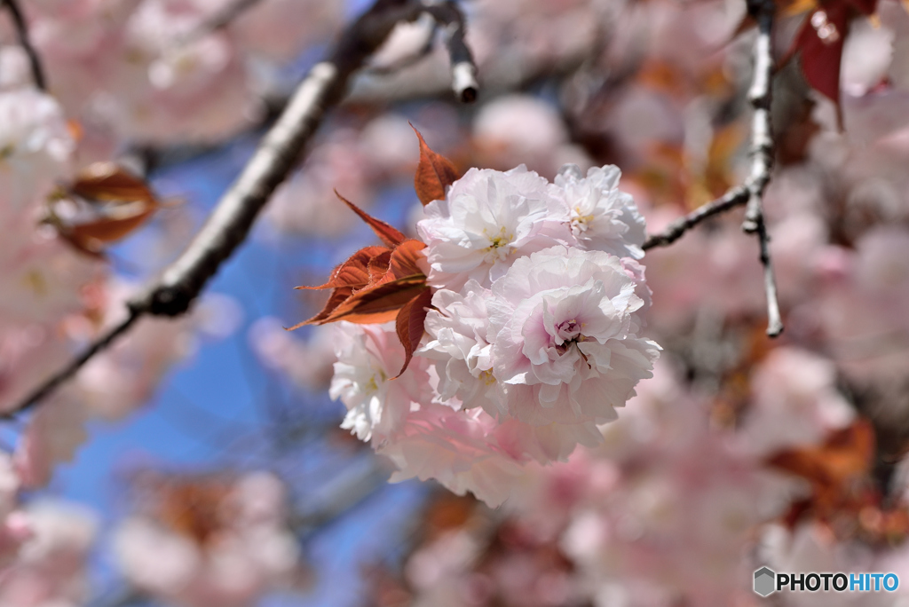 八重桜