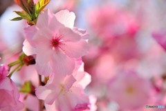八重の桜
