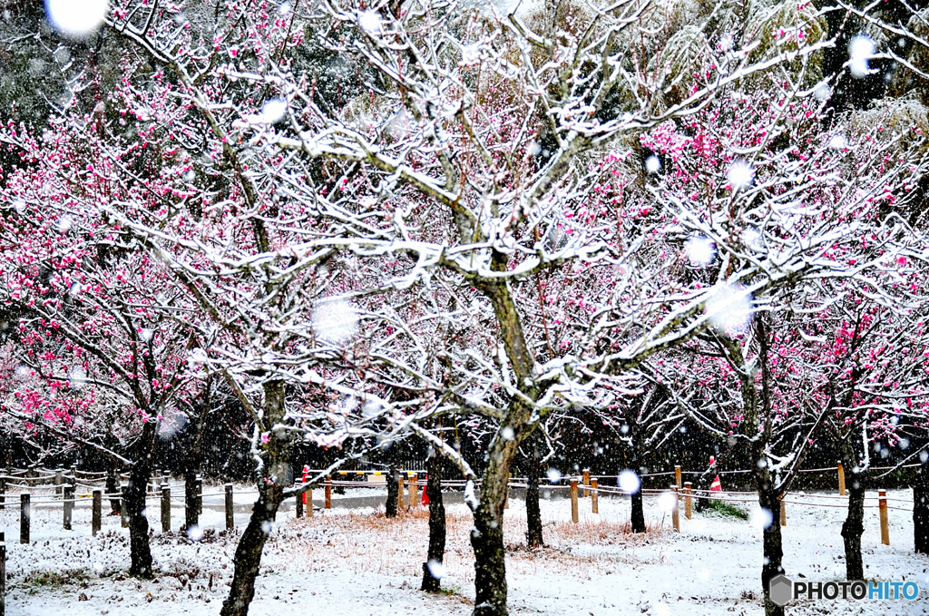 雪の梅林
