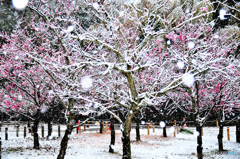 雪の梅林