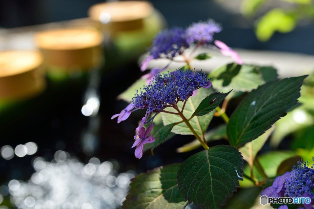 紫陽花寺・手水舎