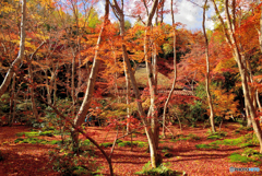 京都祇王寺３