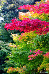 秋のグラディエーション