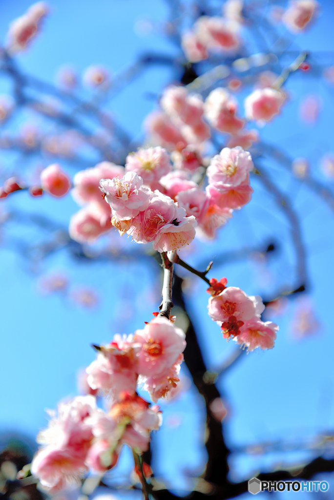 春爛漫