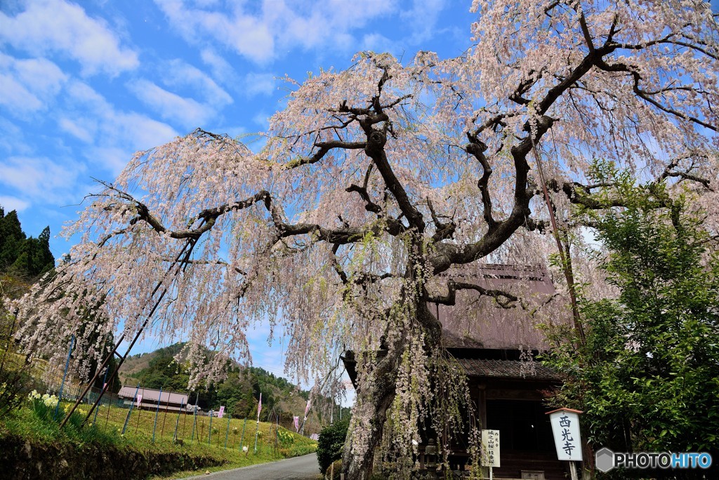 宇陀の300年桜（2）