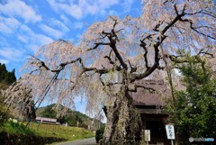宇陀の300年桜（2）