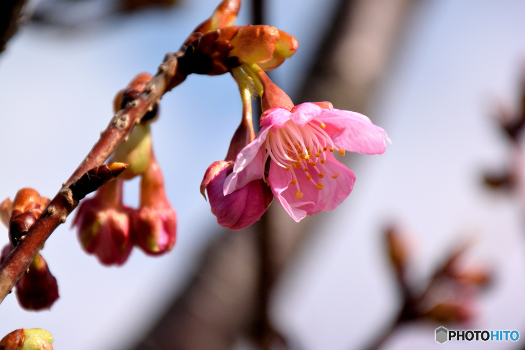 河津桜