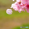 はらり