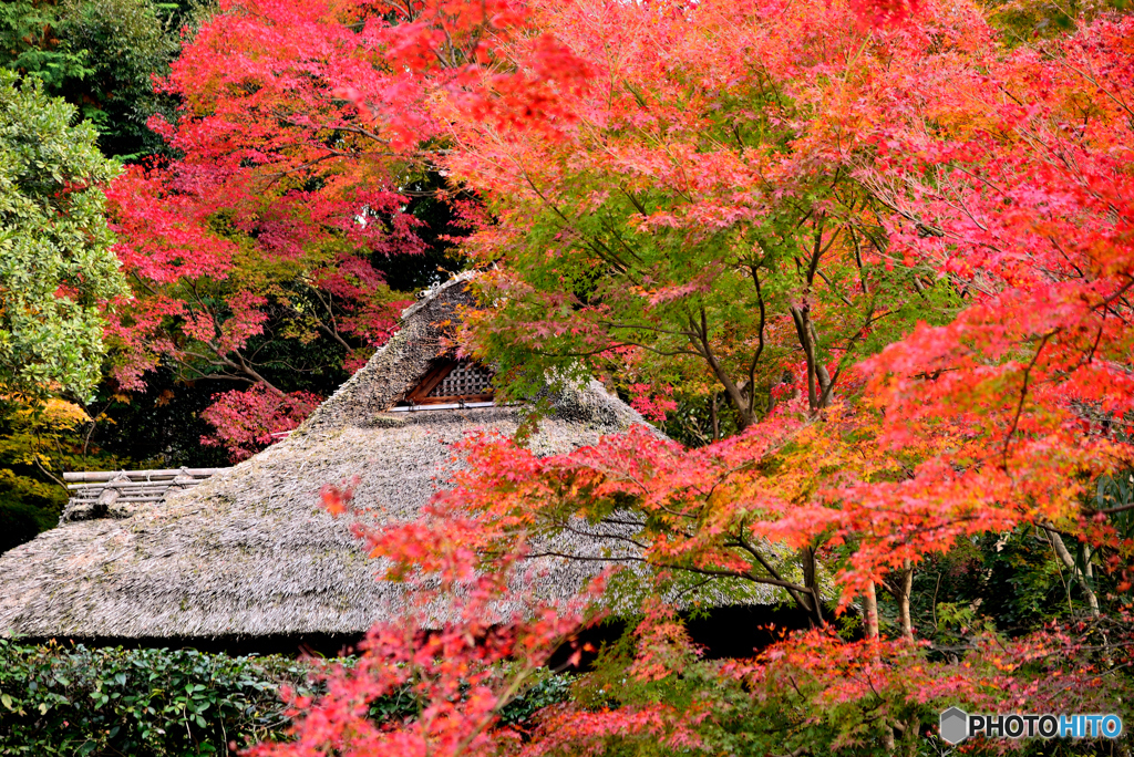 紅葉の茶室