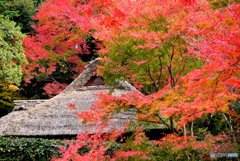 紅葉の茶室