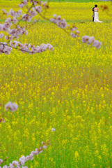 菜の花畑