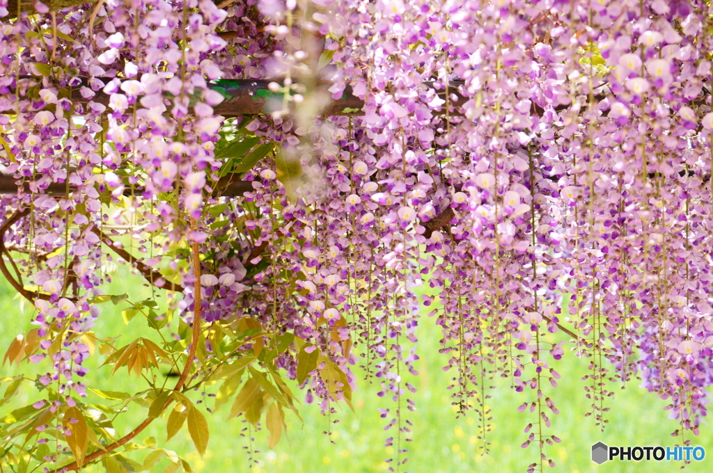 公園の藤棚