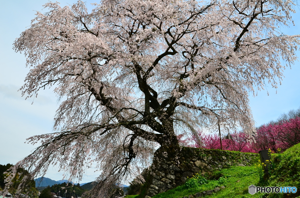 又兵衛桜