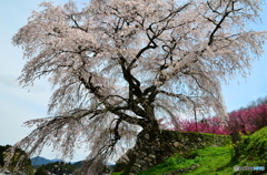又兵衛桜