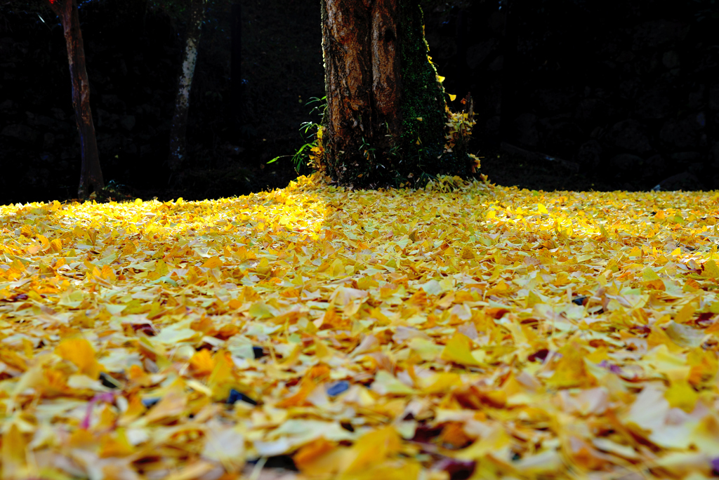 晩秋の絨毯