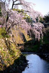 石垣の枝垂れ桜