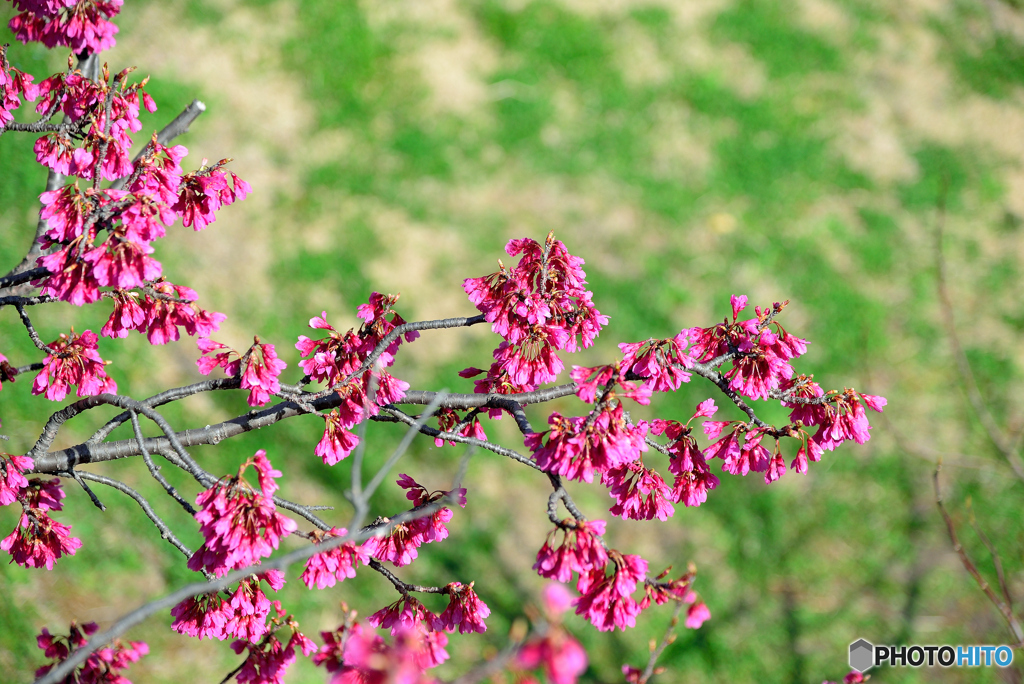 寒緋桜