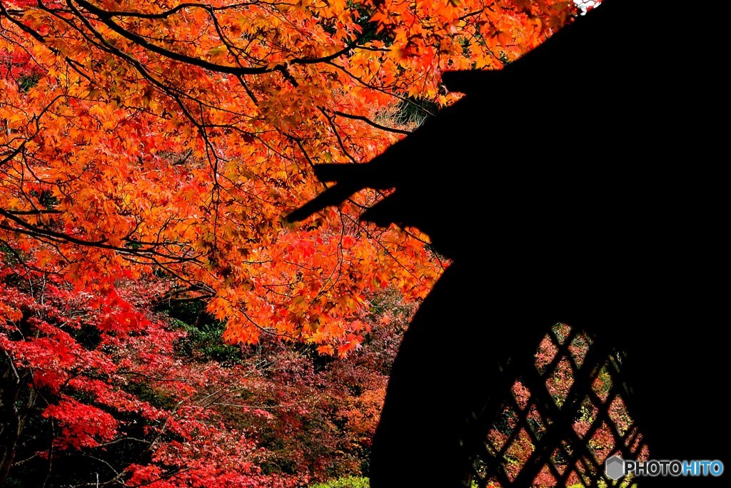 詩仙堂紅葉