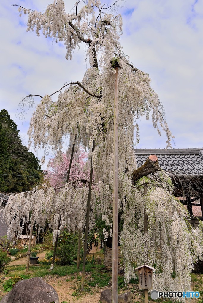 宇陀の300年桜（１）