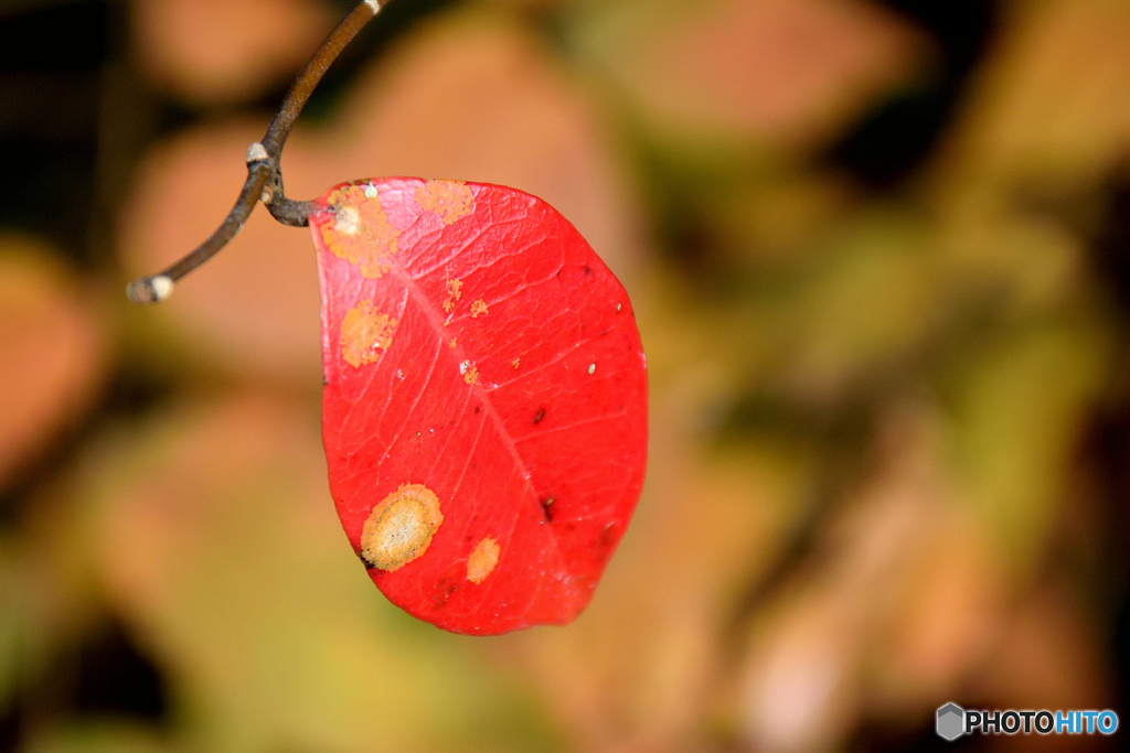紅い葉