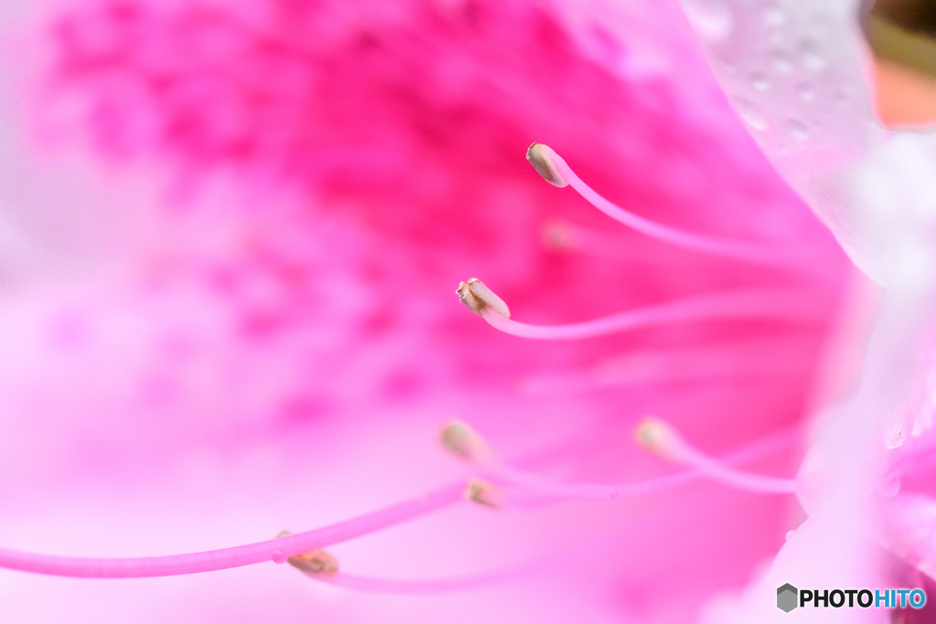 蕊