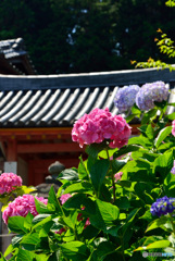 紫陽花寺・山門