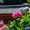 紫陽花寺・山門