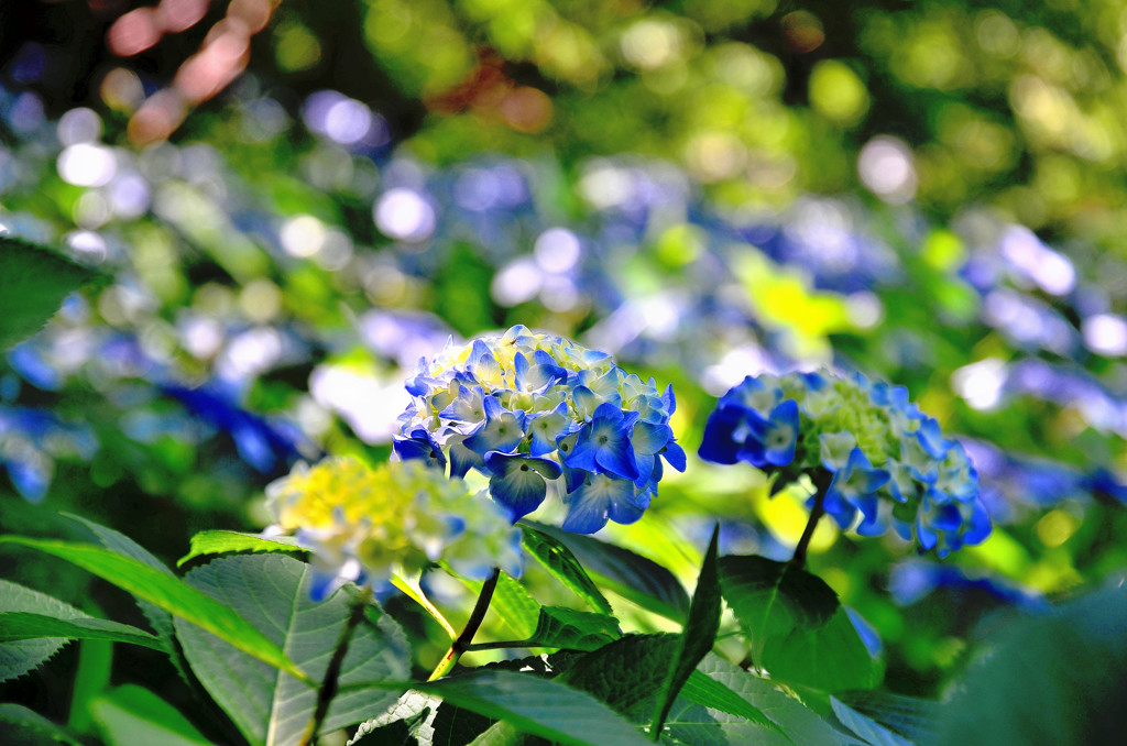 晴れ間の紫陽花