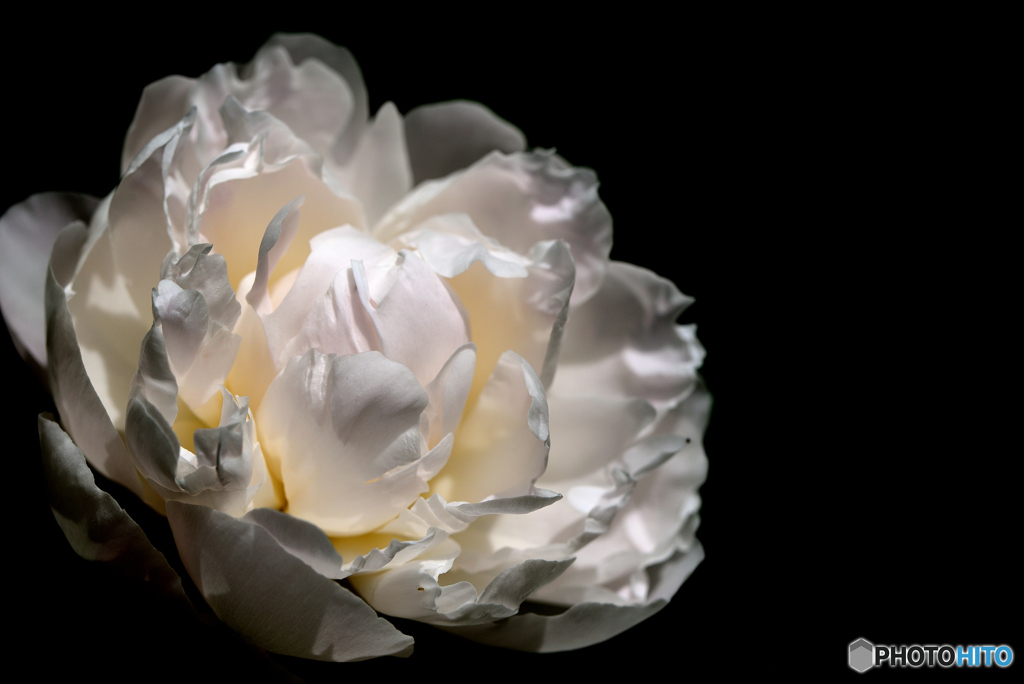 白無垢の芍薬