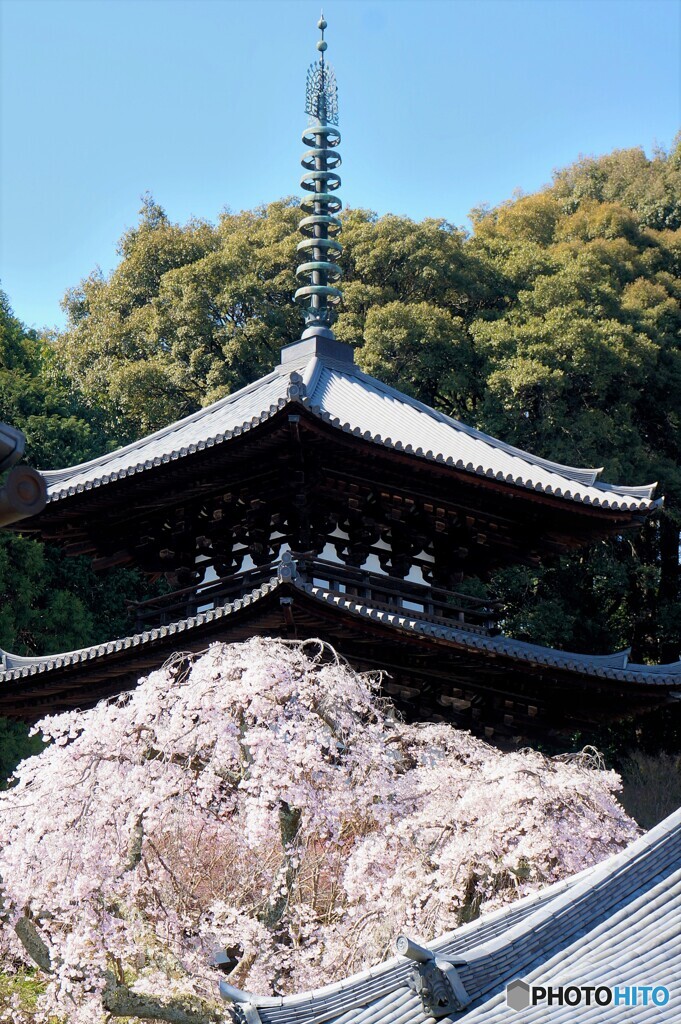 三重塔と枝垂れ桜