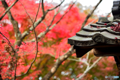 金福寺山門