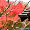 金福寺山門