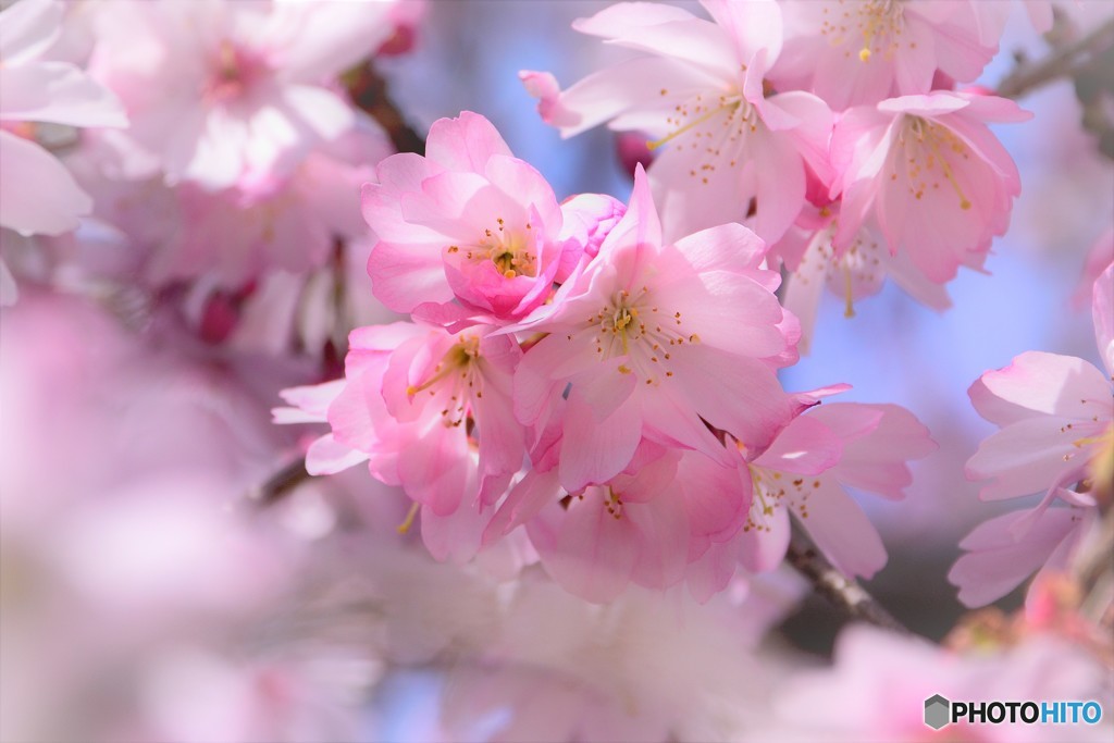 寒桜