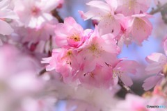 寒桜