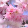 寒桜