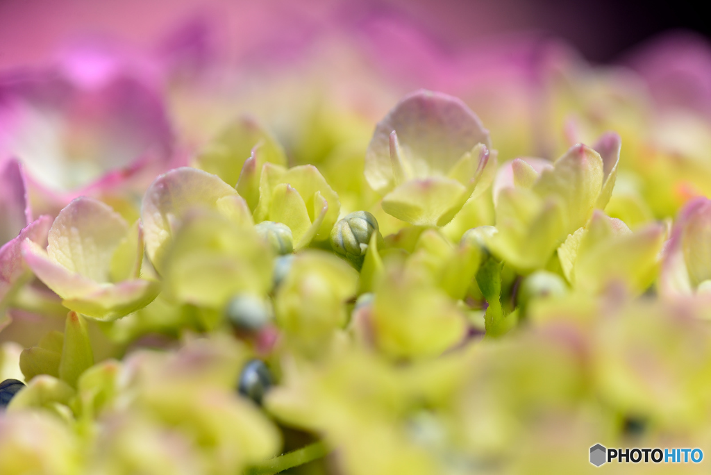 紫陽花１