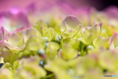 紫陽花１
