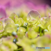 紫陽花１
