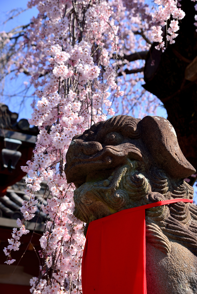 枝垂れ桜